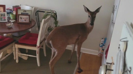 Deer breaks into Mukwonago home